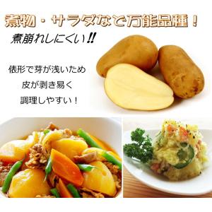 じゃがいも メークイン 種芋 500g ジャガ...の詳細画像2