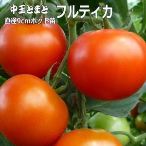 虎太郎 接木スイカ苗　30本 虎太郎 接木スイカ苗 30本 虎太郎 接木スイカ苗 30本 虎太郎スイカ接木苗