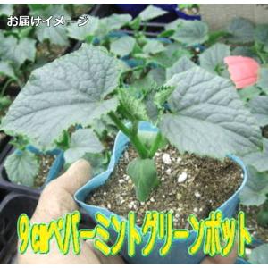実生 きゅうり シャキット 胡瓜 9cmポット...の詳細画像1