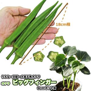 野菜の苗 わらび ワラビ 苗・種 2株入［袋詰め山菜］ : ベジタブル