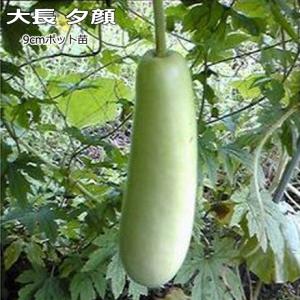 大長夕顔 ゆうがお 9cmポット苗