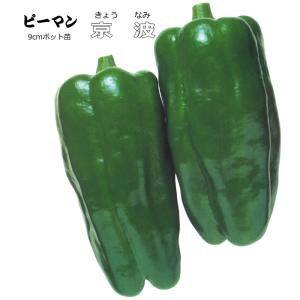 実生 ピーマン 京波 9cmポット苗