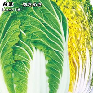 白菜 あきめき 9cmポット苗 ハクサイ