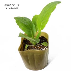 白菜 あきめき 9cmポット苗 ハクサイの詳細画像1