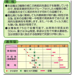 白菜 あきめき 9cmポット苗 ハクサイの詳細画像2