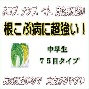 白菜 あきめき 9cmポット苗 ハクサイの詳細画像3