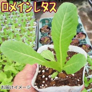 レタス ロマリア 9cmポット苗 ロメインレタスの詳細画像1