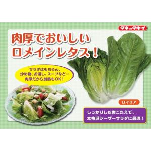 レタス ロマリア 9cmポット苗 ロメインレタスの詳細画像3