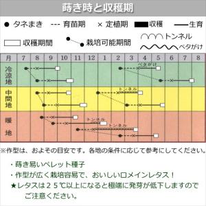 レタス ロマリア 9cmポット苗 ロメインレタスの詳細画像4