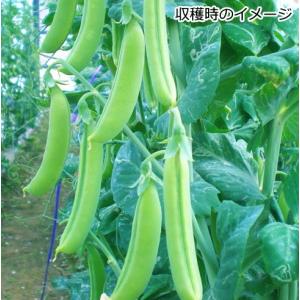 スナップえんどう 幸姫 さちひめ 9cmポット...の詳細画像1