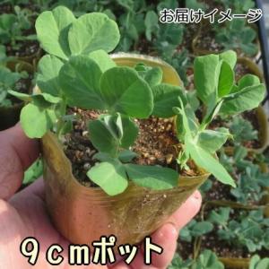 スナップえんどう 幸姫 さちひめ 9cmポット...の詳細画像2