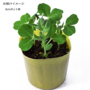 スナップえんどう 幸姫 さちひめ 9cmポット...の詳細画像3
