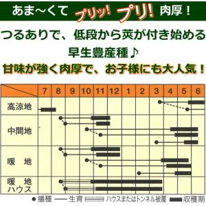 スナップえんどう 幸姫 さちひめ 9cmポット...の詳細画像4