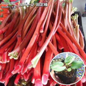 有用植物苗 ルバーブ苗 レッドルバーブ 2株 / 家庭菜園 赤い