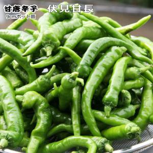 甘 とうがらし 伏見甘長 9cmポット苗 トウガラシ
