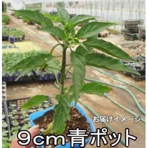 甘 とうがらし 伏見甘長 9cmポット苗 トウガラシの詳細画像1