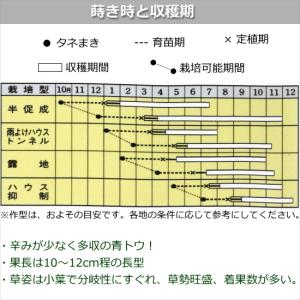 甘 とうがらし 伏見甘長 9cmポット苗 トウガラシの詳細画像3