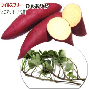 野菜の苗 バイオ(ウイルスフリー)苗 ベニアズマ/紅東 ベニ東・紅あずま