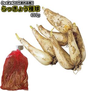らっきょう【 たね球 】300g／ エシャロット