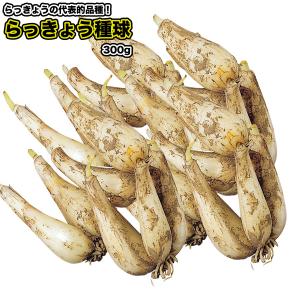 らっきょう【 たね球 】300g/ エシャロットの詳細画像1