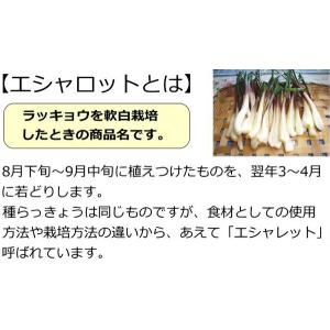 らっきょう【 たね球 】300g/ エシャロットの詳細画像2