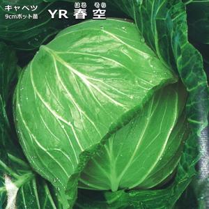 キャベツ ＹＲ春空 9cmポット苗