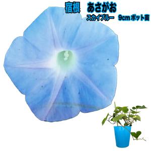 琉球アサガオの商品一覧 通販 Yahoo ショッピング