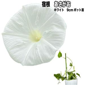 あさがお 楽天市場】75cm アサガオ(4) [ONSFLSP3762] 造花 アーティ