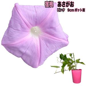 琉球アサガオの商品一覧 通販 Yahoo ショッピング