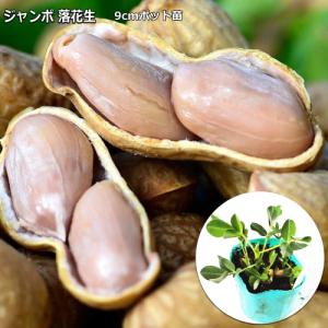 落花生 ジャンボ 9cmポット苗 ピーナツ