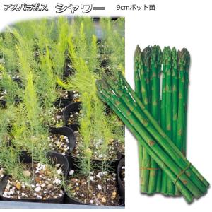 アスパラガス シャワー 9cmポット　2本植え苗
