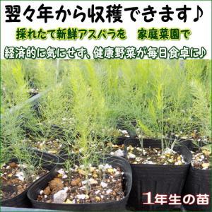 アスパラガス シャワー 9cmポット 2本植え苗の詳細画像1
