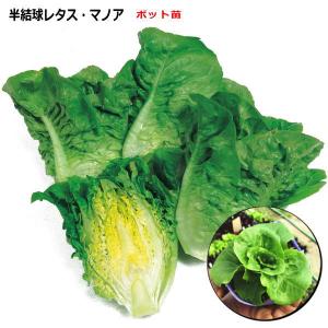 半結球ミニレタス・マノア　9cmポット苗