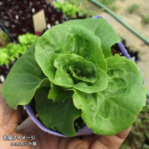 半結球ミニレタス・マノア 9cmポット苗の詳細画像1