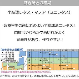 半結球ミニレタス・マノア 9cmポット苗の詳細画像2