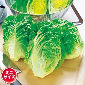 半結球ミニレタス・マノア 9cmポット苗の詳細画像3