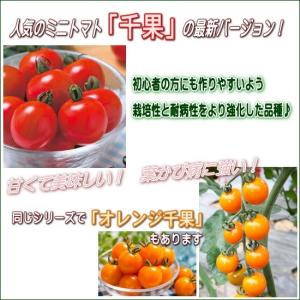 実生 ミニトマト 千果99 9cmポット苗の詳細画像2