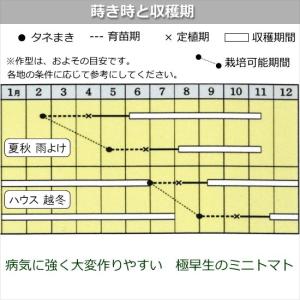 実生 ミニトマト 千果99 9cmポット苗の詳細画像3