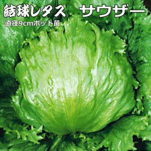 レタス サウザー 9cmポット苗 結球レタス