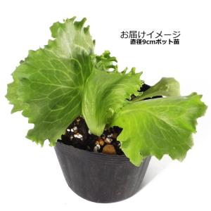 レタス サウザー 9cmポット苗 結球レタスの詳細画像1