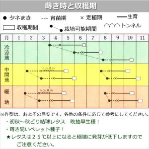 レタス サウザー 9cmポット苗 結球レタスの詳細画像3