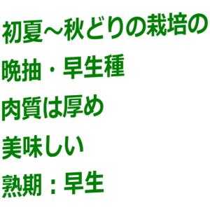 レタス サウザー 9cmポット苗 結球レタスの詳細画像4