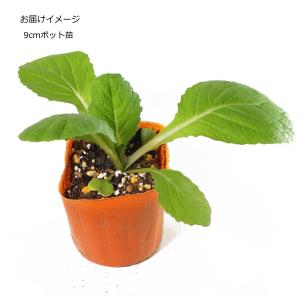 菜 黄愛75 9cmポット苗 ハクサイの詳細画像1