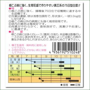 菜 黄愛75 9cmポット苗 ハクサイの詳細画像2