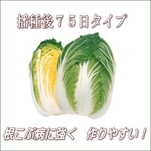 菜 黄愛75 9cmポット苗 ハクサイの詳細画像3