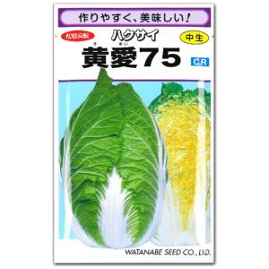 菜 黄愛75 9cmポット苗 ハクサイの詳細画像4