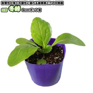 白菜【 冬峠 】9cmポット苗/ハクサイの詳細画像1