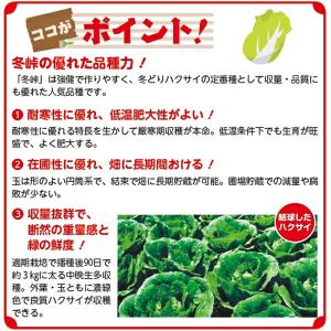 白菜【 冬峠 】9cmポット苗/ハクサイの詳細画像2