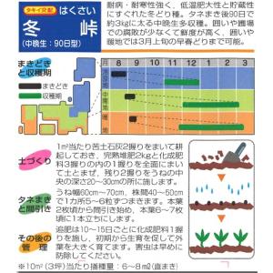 白菜【 冬峠 】9cmポット苗/ハクサイの詳細画像3