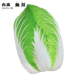 白菜 無双 むそう 9cmポット苗 ハクサイ